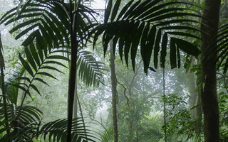 The Impact Of The Fashion Industry On Soil And Rainforests
